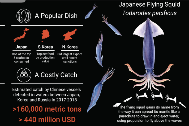 Japanese Flying Squid